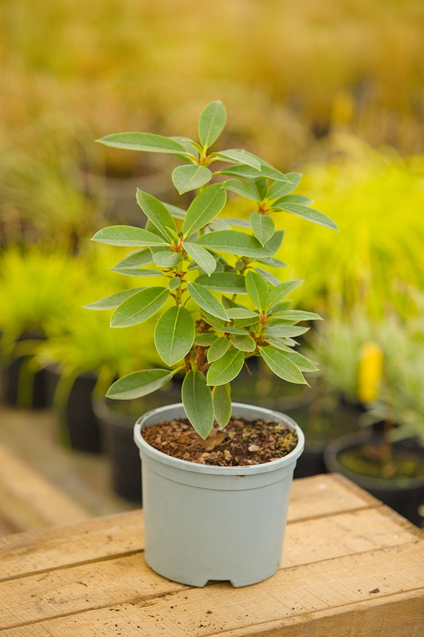 potted black magic rhododendron hybrid