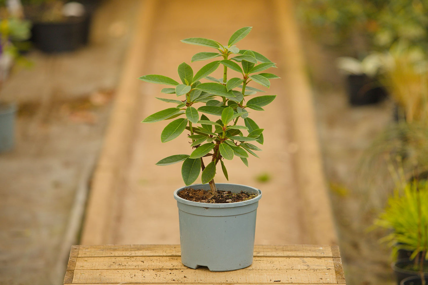 pot with rhododendron hybrid plant