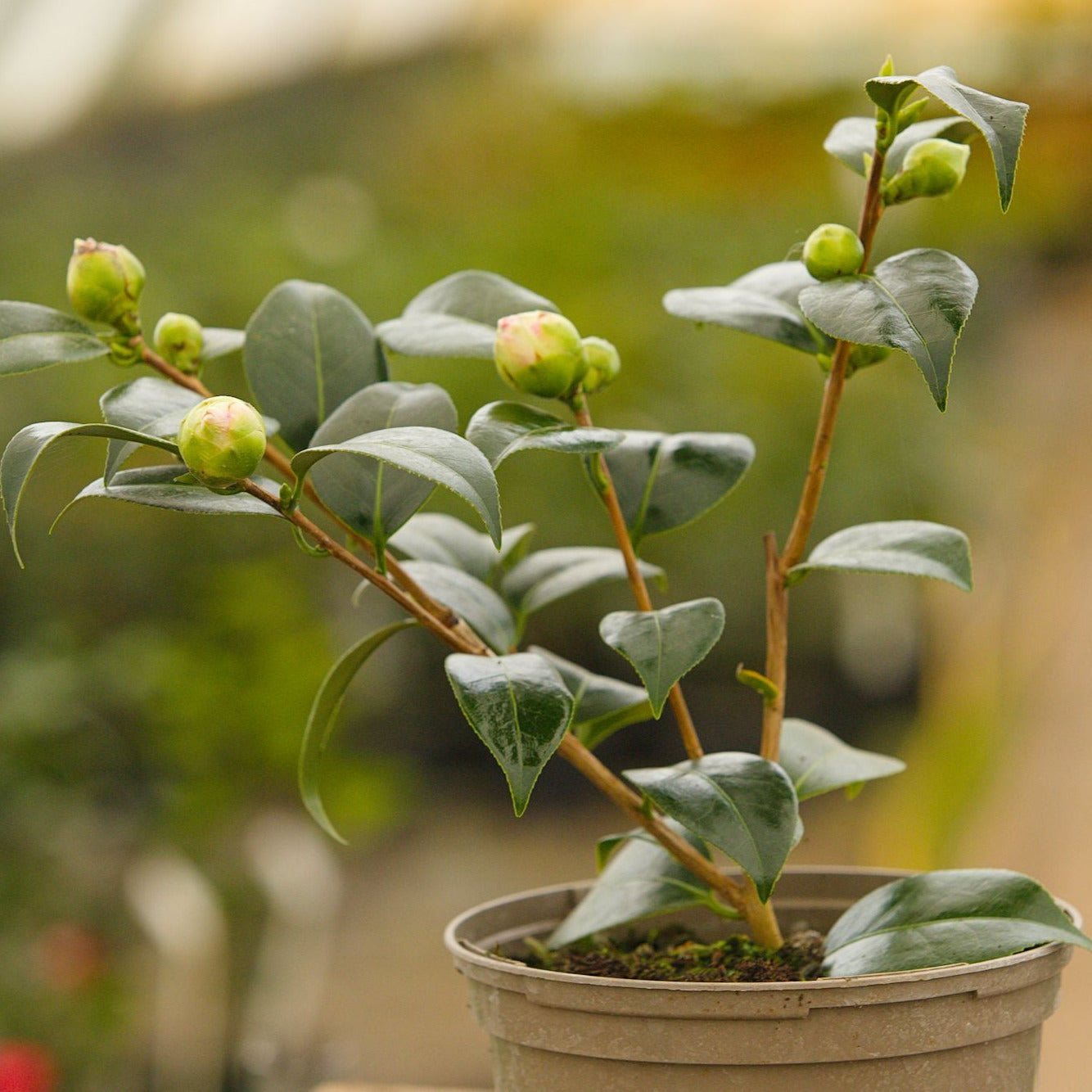 Potted Blood of China Camellia Plant
