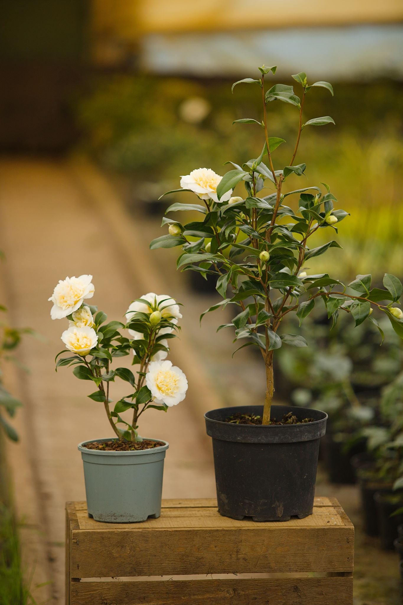 Two pots of Camellia Brushfield's Yellow plants