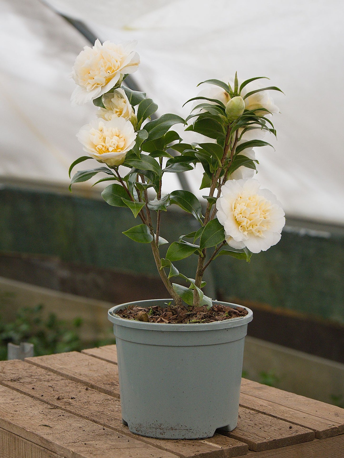 Potted Camellia Brushfield's Yellow Plant