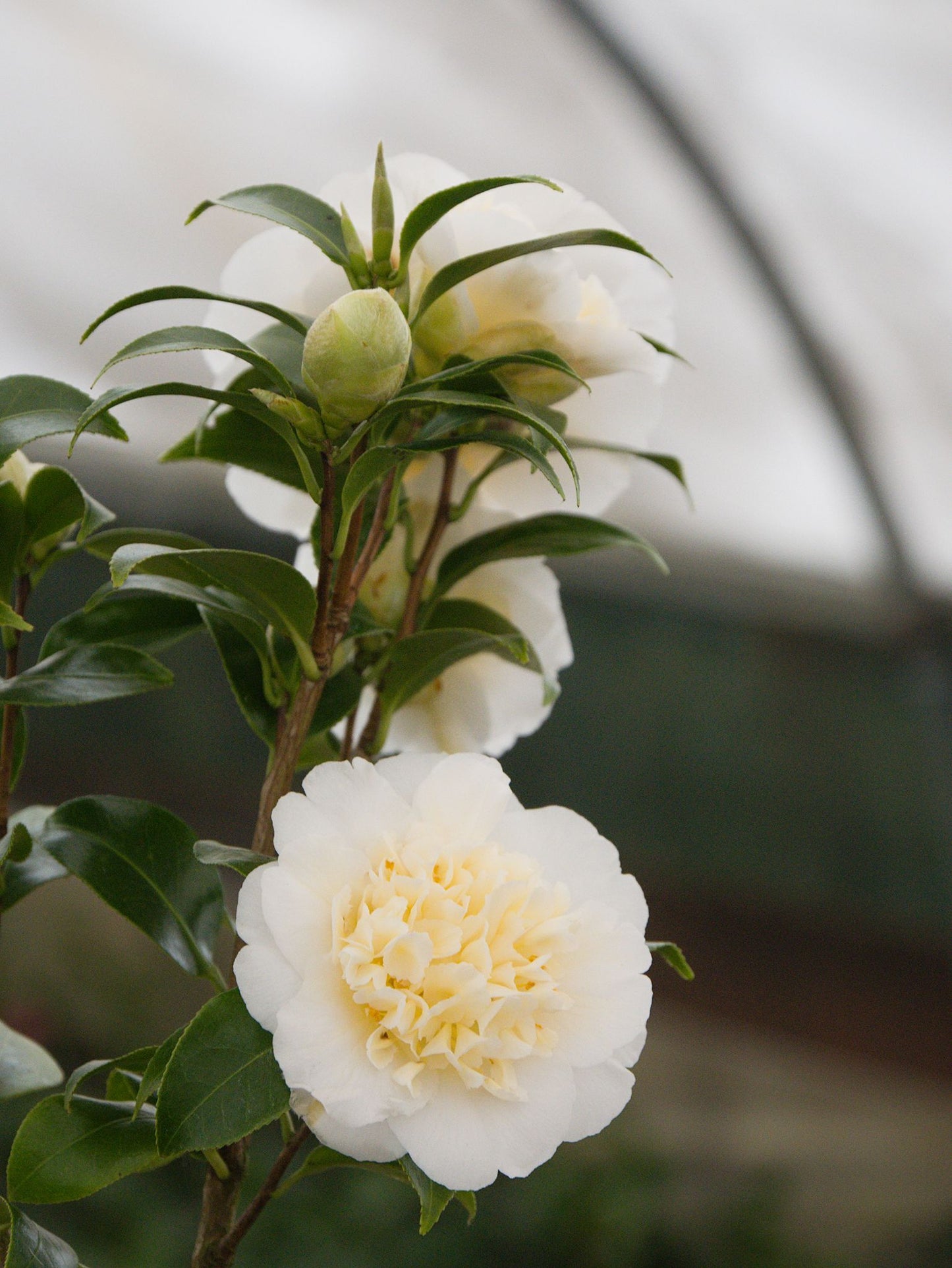Flowers on Camellia Brushfield's Yellow Plant