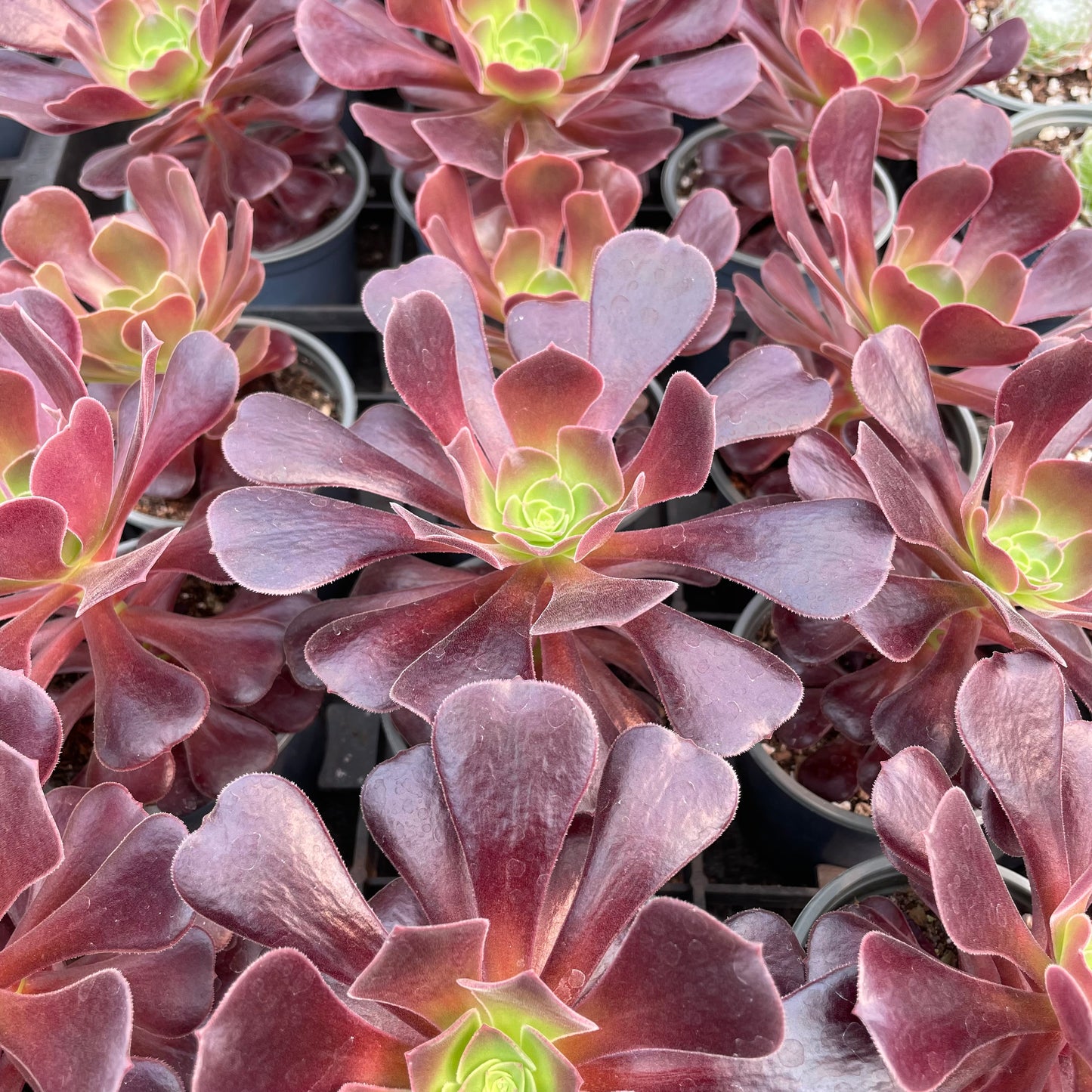 Potted Aeonium Velour Plants for Sale