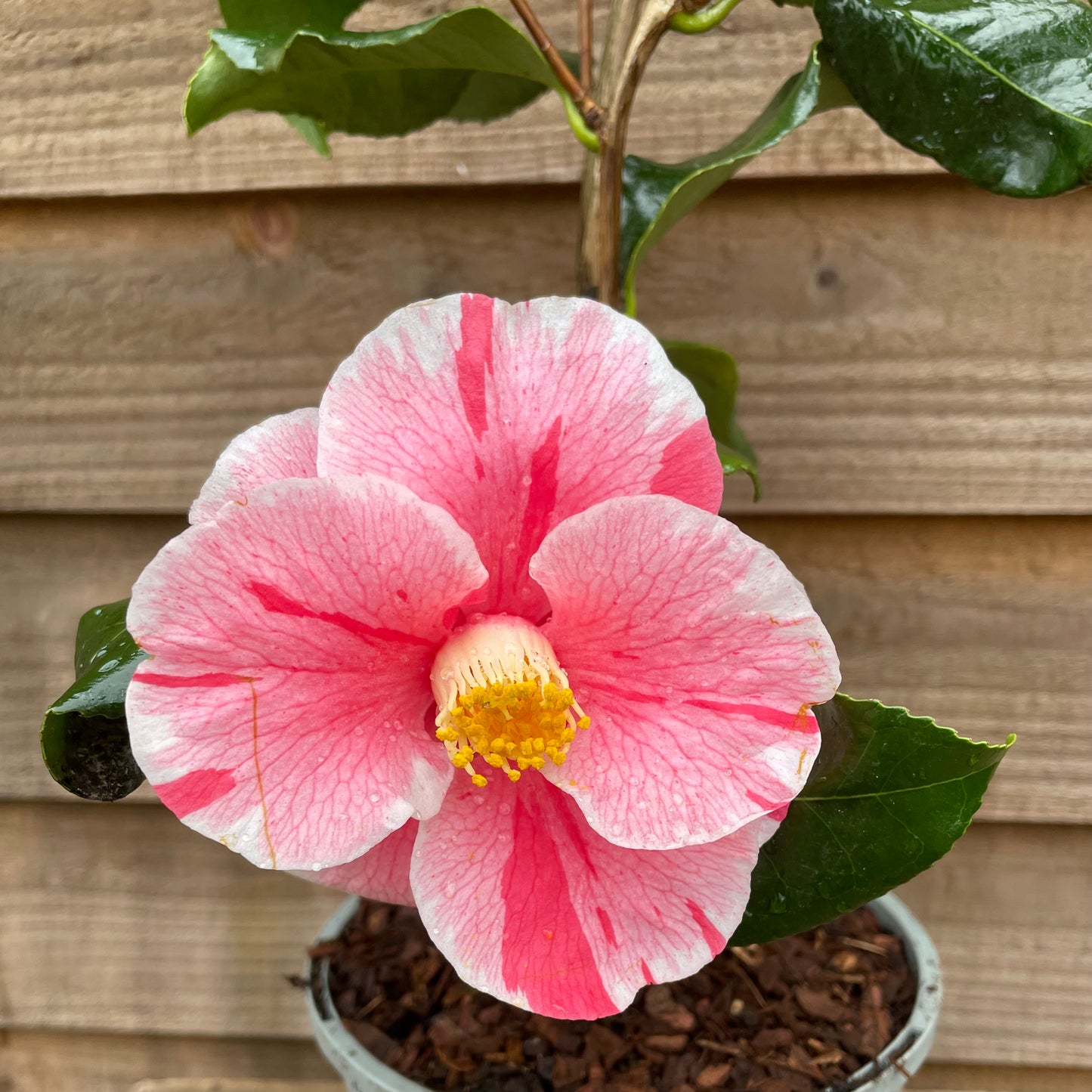 Flowering Camellia Tricolour Plant