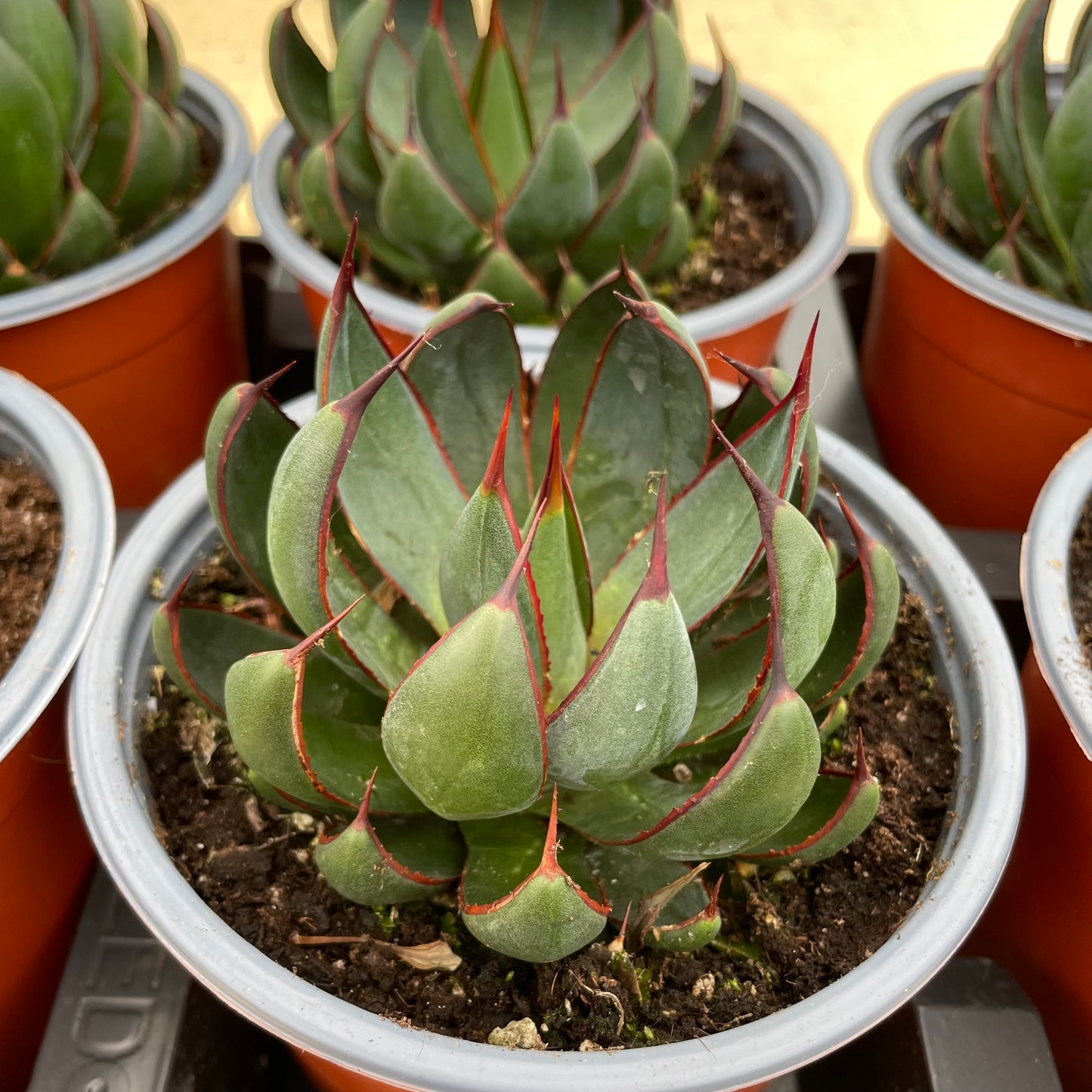 Potted Mangave Praying Hands Succulents