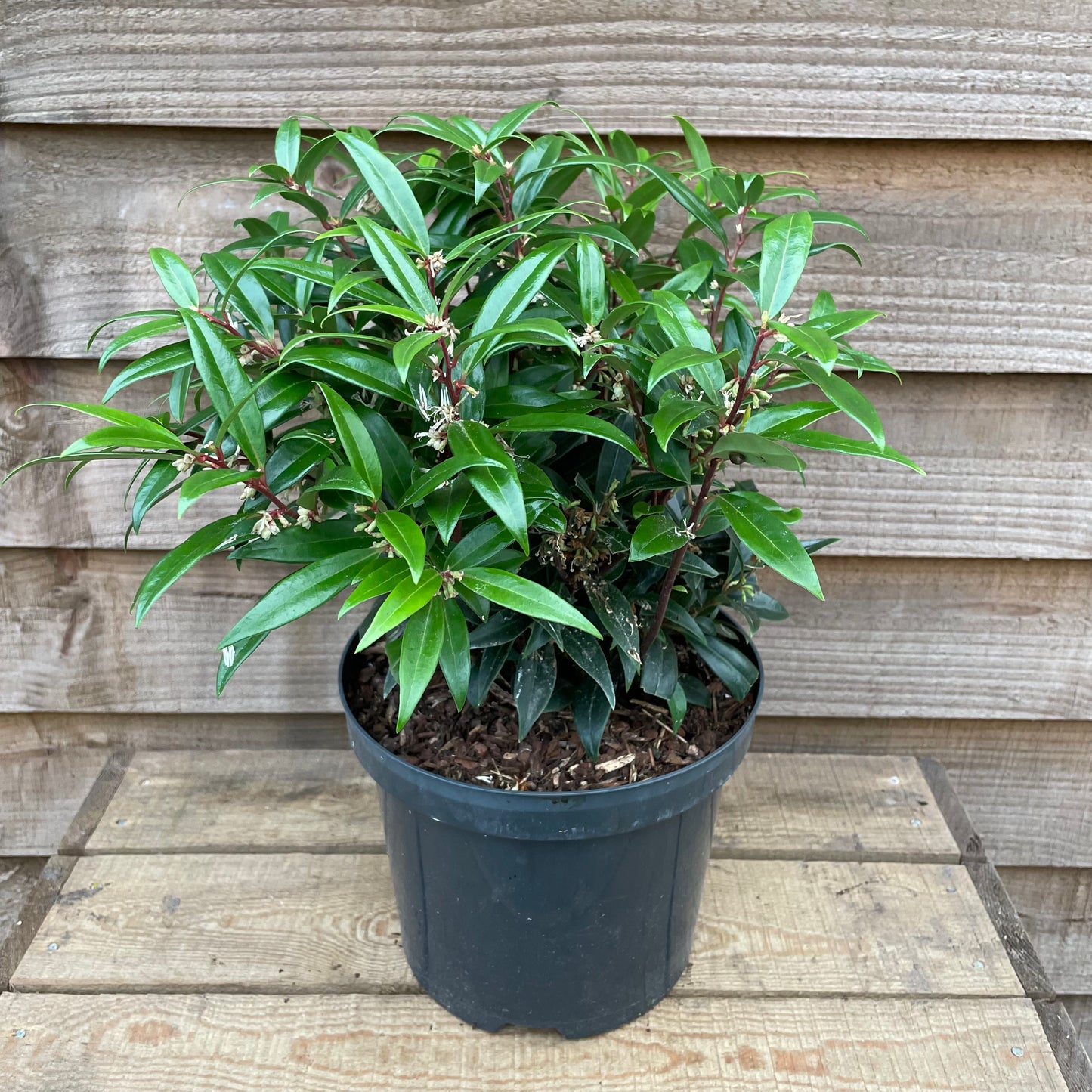 Sarcococca Purple Gem