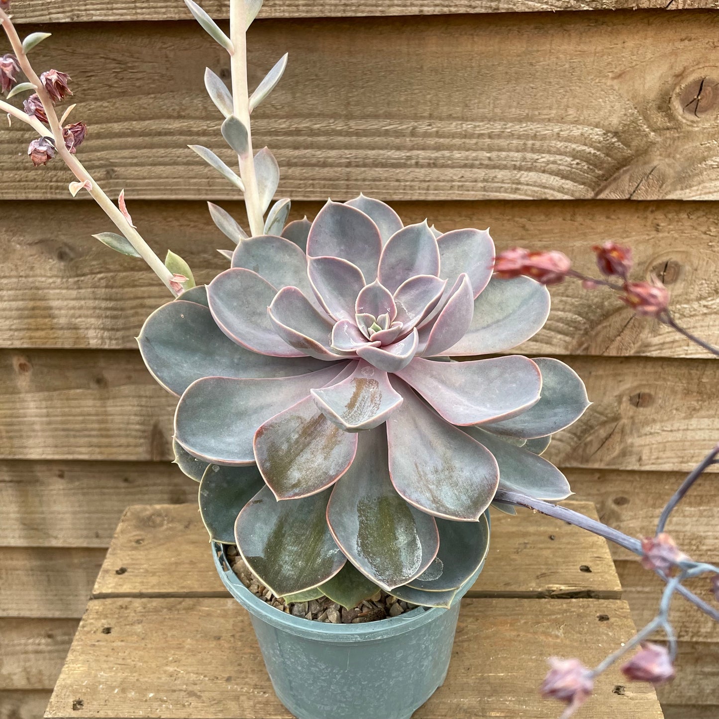 Echeveria Duchess of Nuremburg