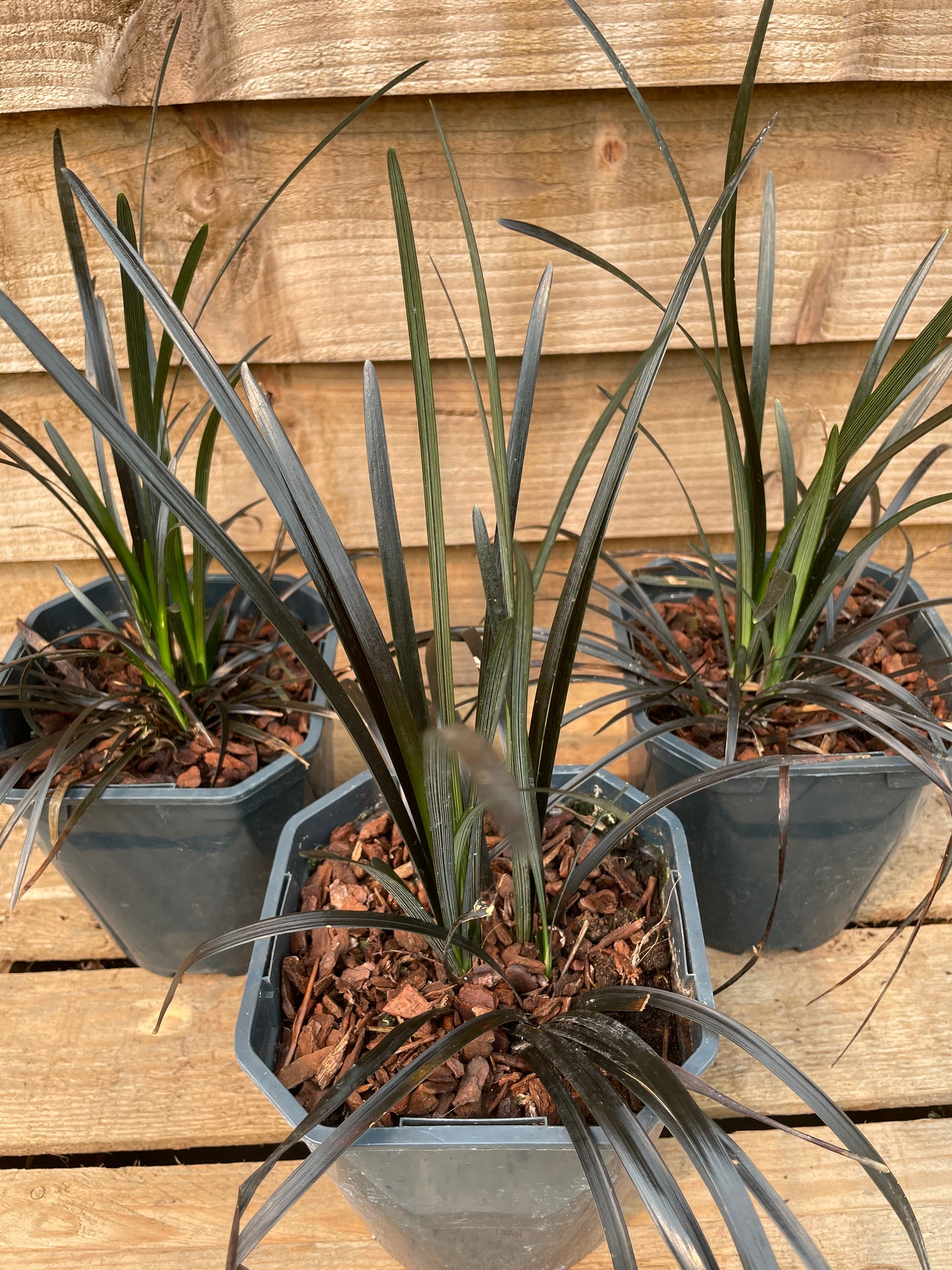 three pots of Ophiopogon Niger