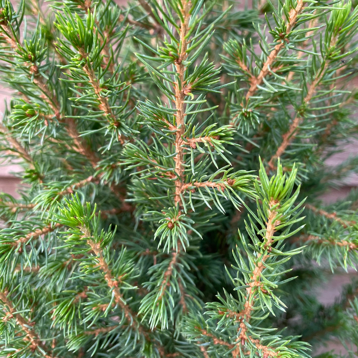 Small Conifer Tree Leaves