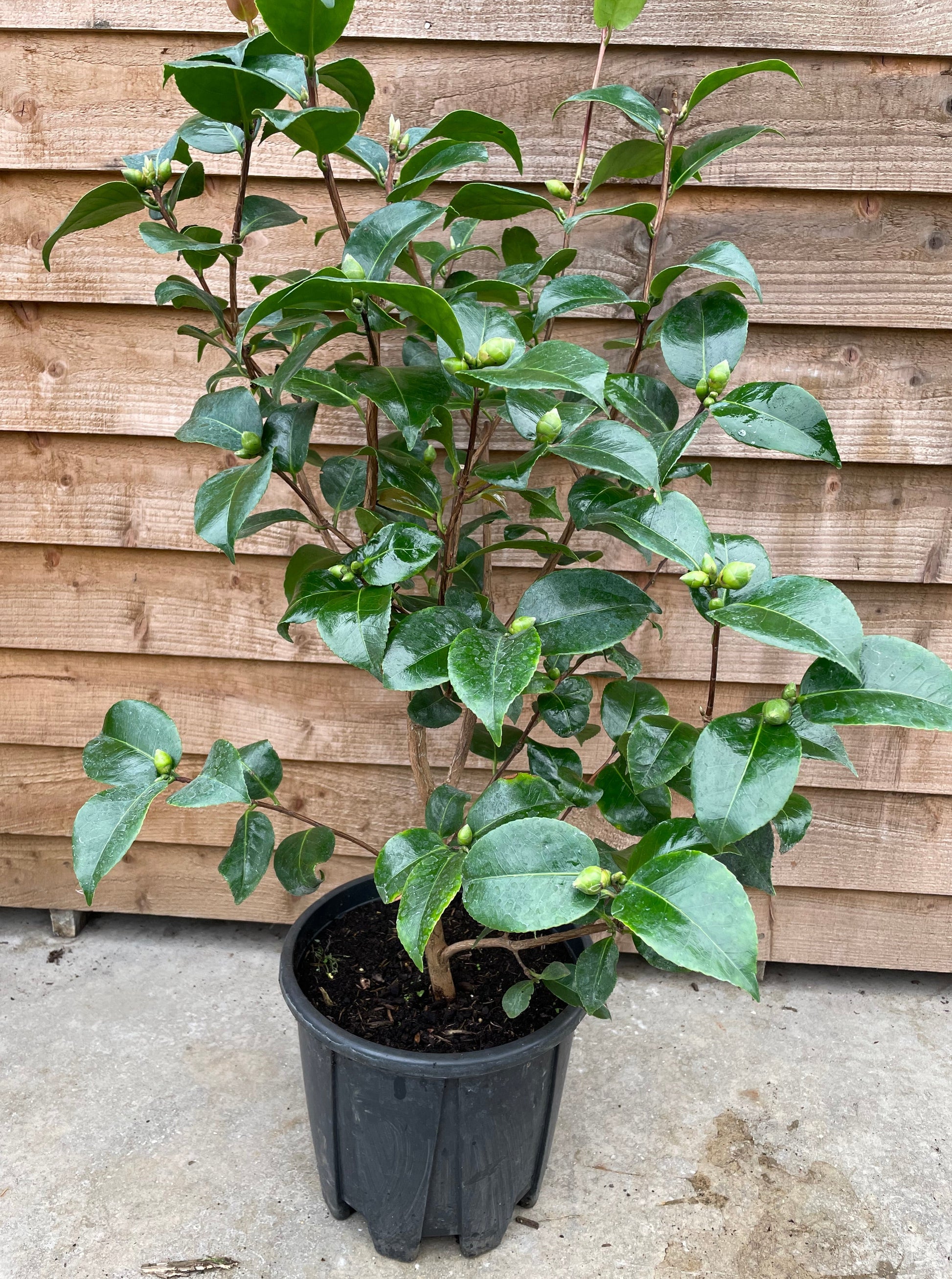 potted camellia ruby wedding plant with buds