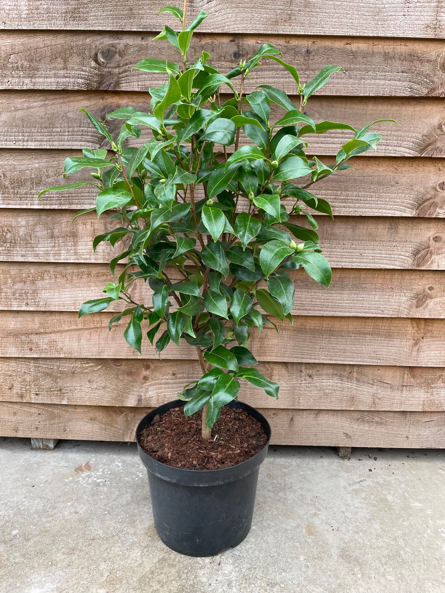 Potted Camellia Brushfield's Yellow Plant
