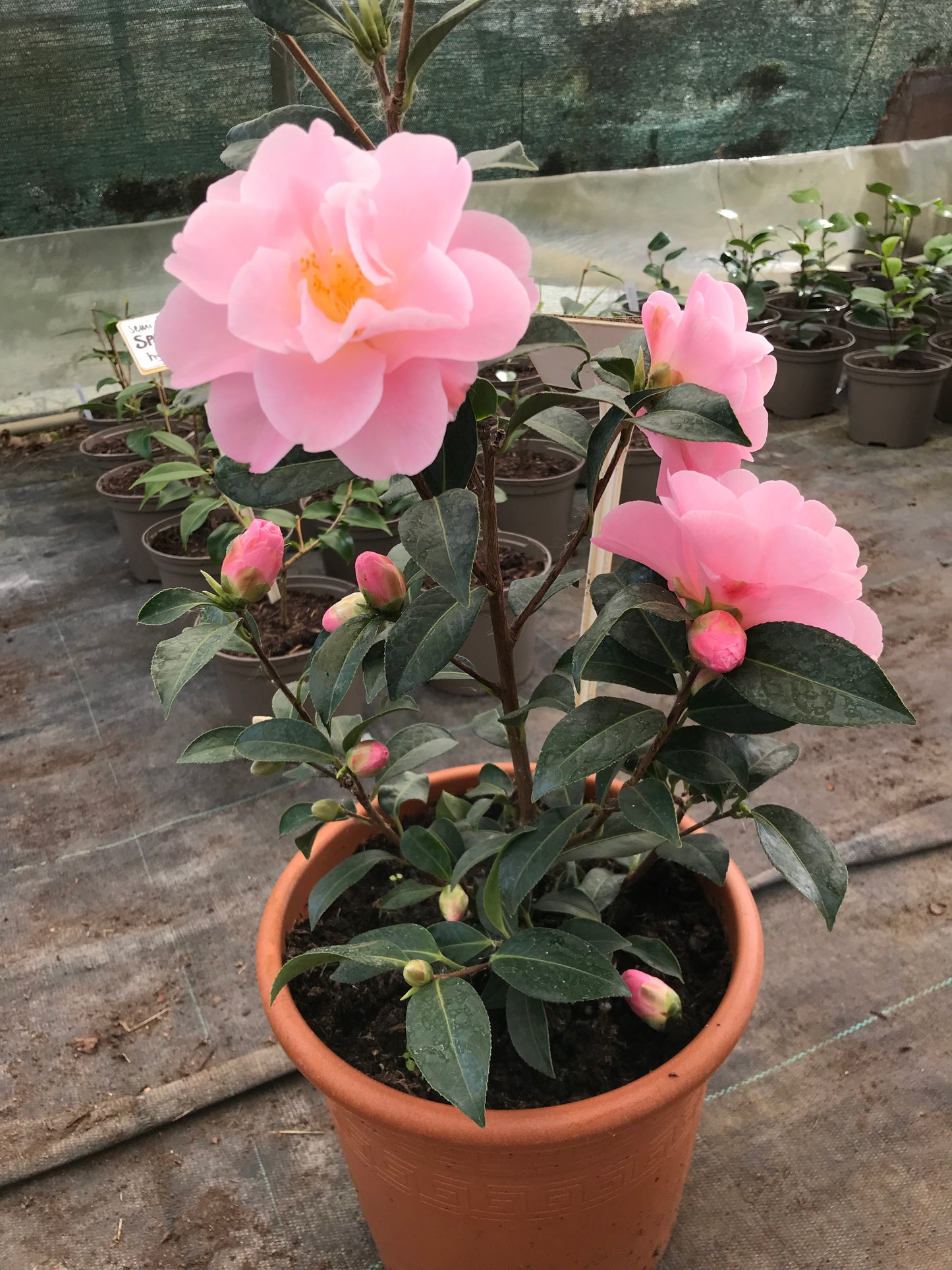 potted flowering camellia congratulations plant