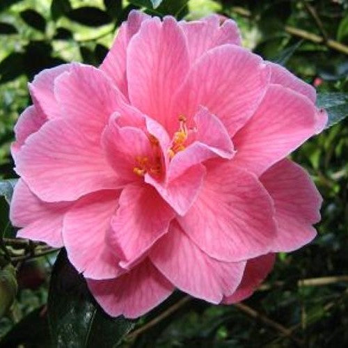Pink Camellia Donation Flower