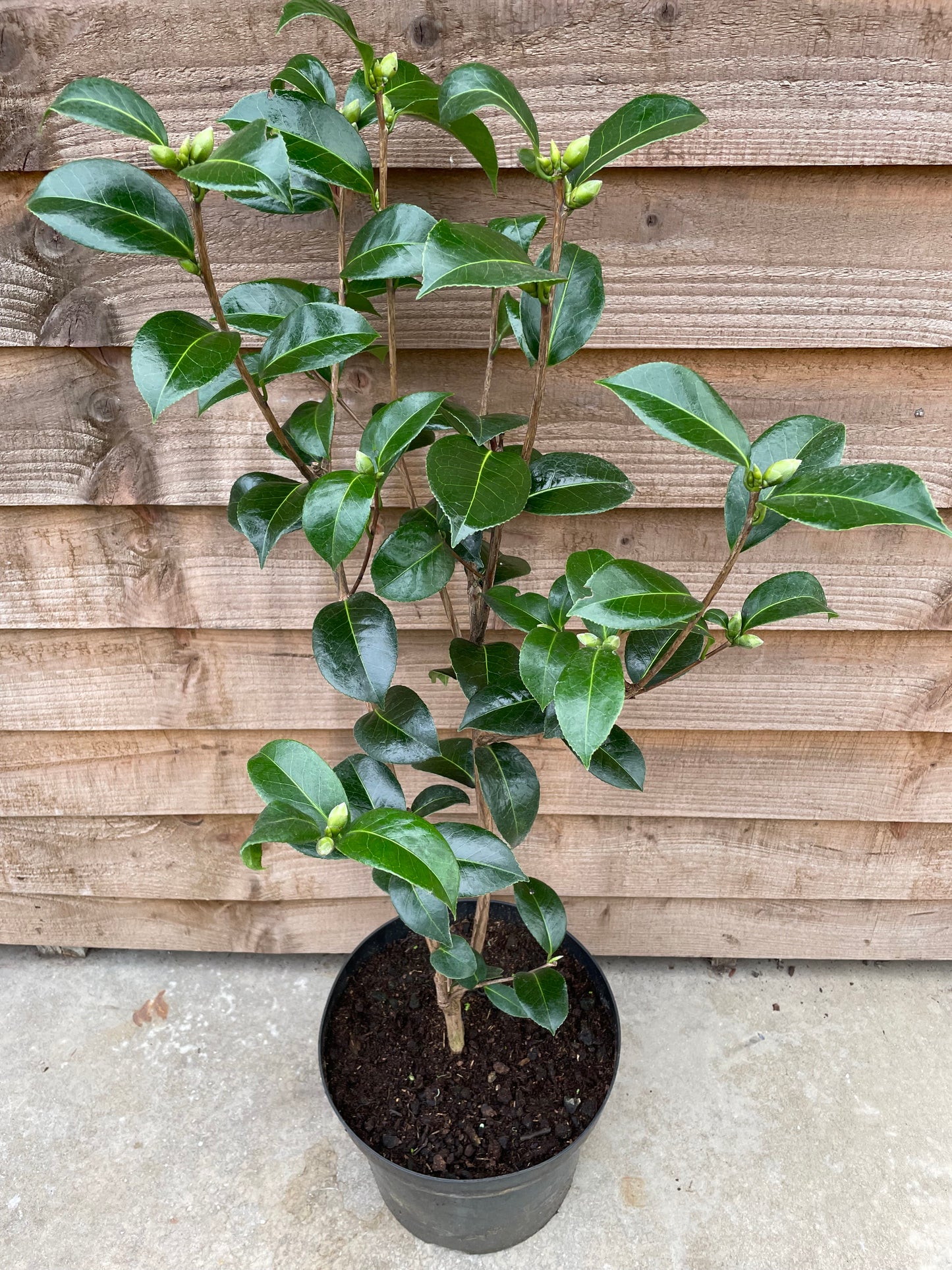 potted Camellia E G Waterhouse plant