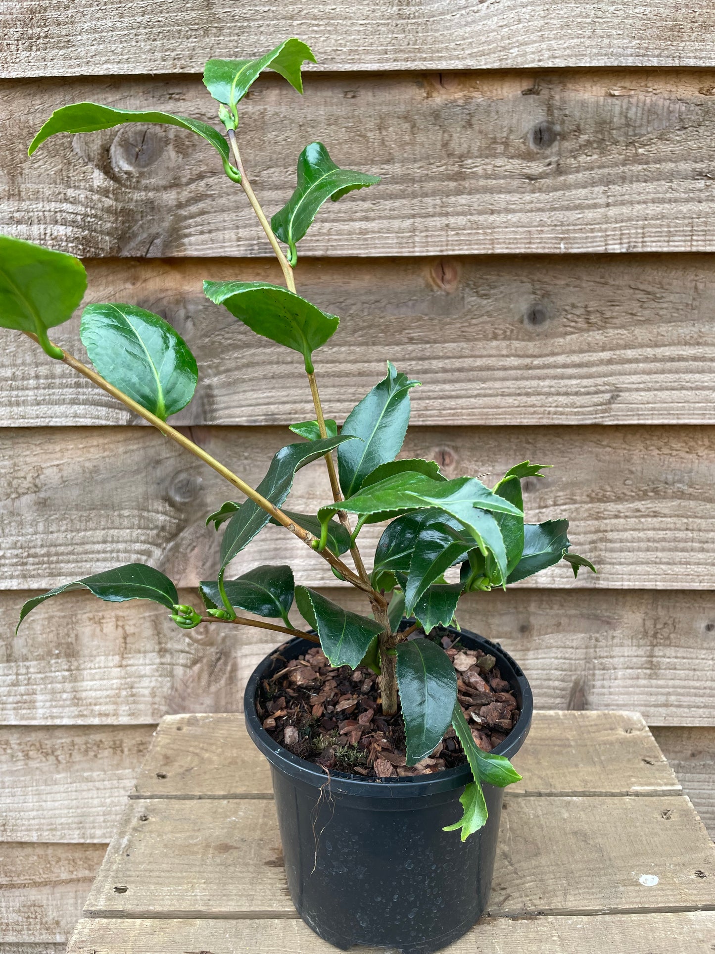 Pot of Evergreen Camellia Fishtail Plant