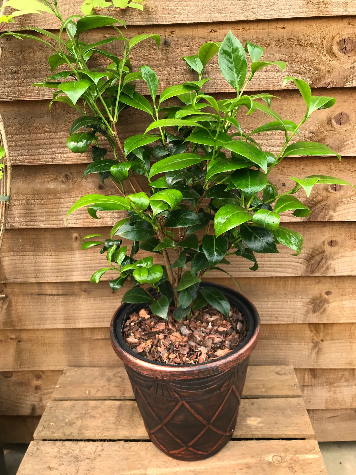 Camellia Brushfield's Yellow Plant in Patio Pot