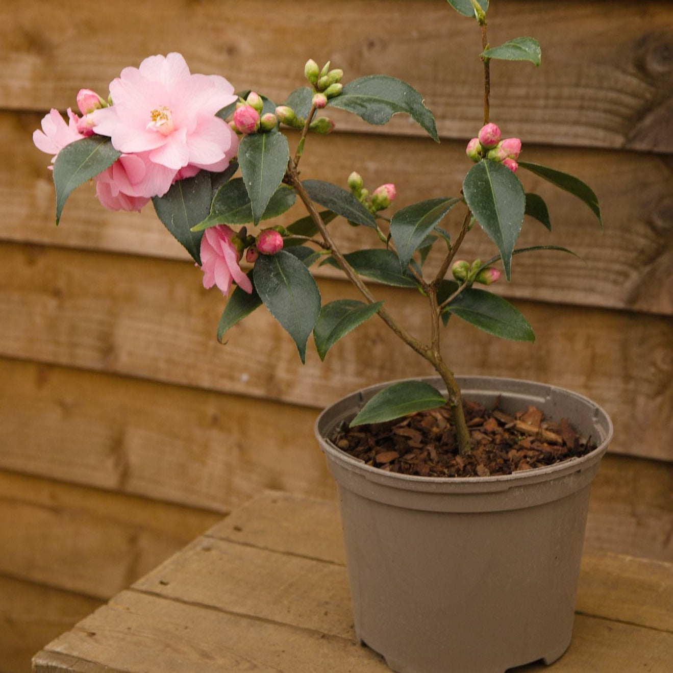 Potted Camellia Spring Festival Plant