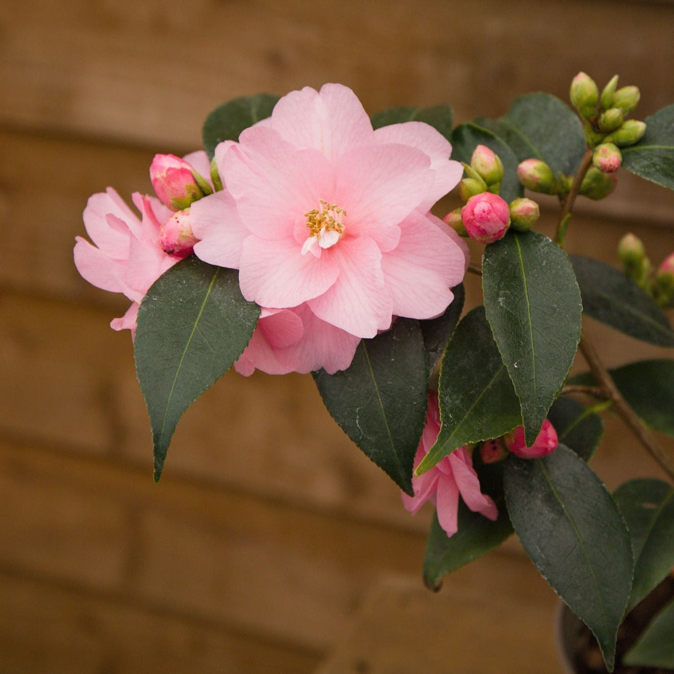 Camellia Spring Festival Flowers