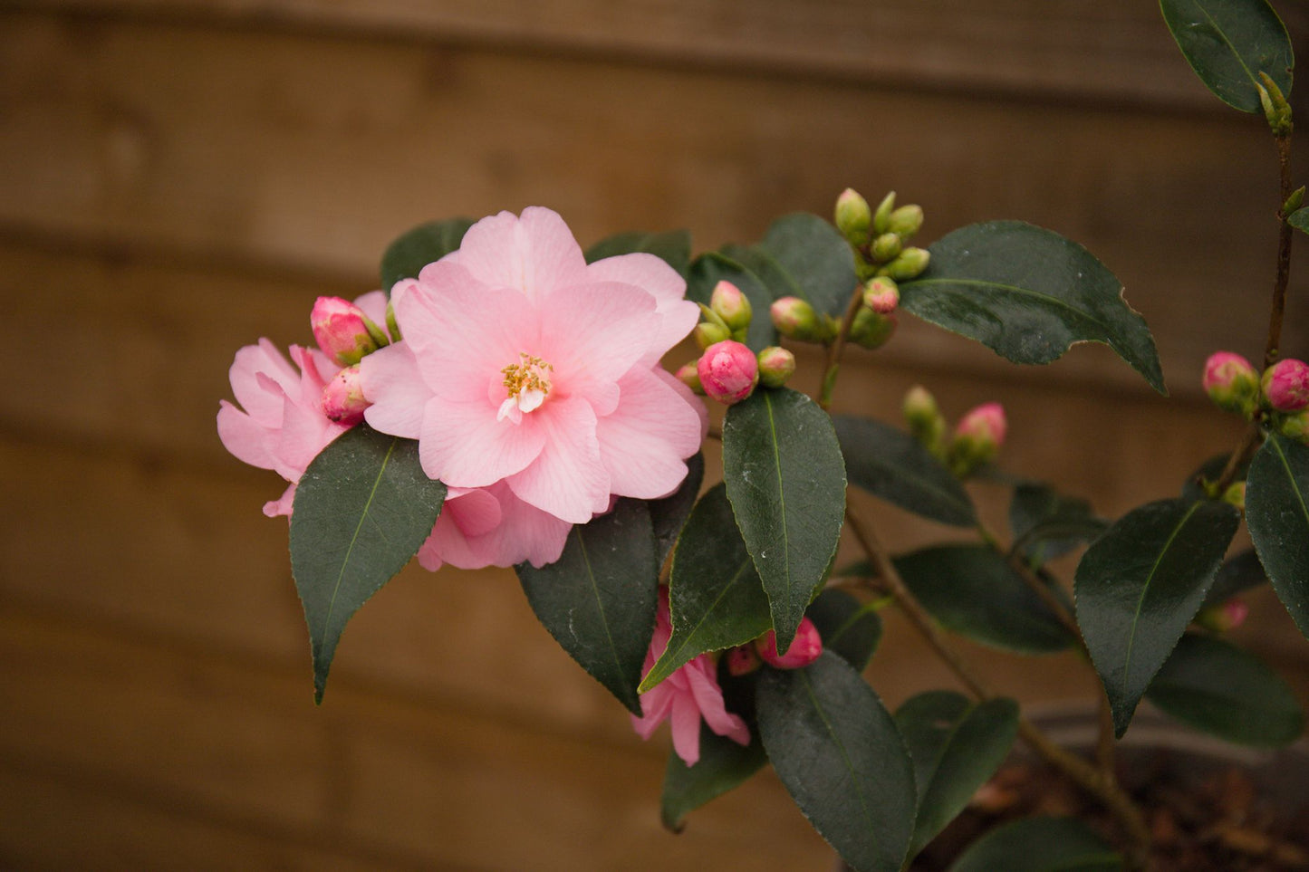 Flowers on Camellia Spring Festival Plant