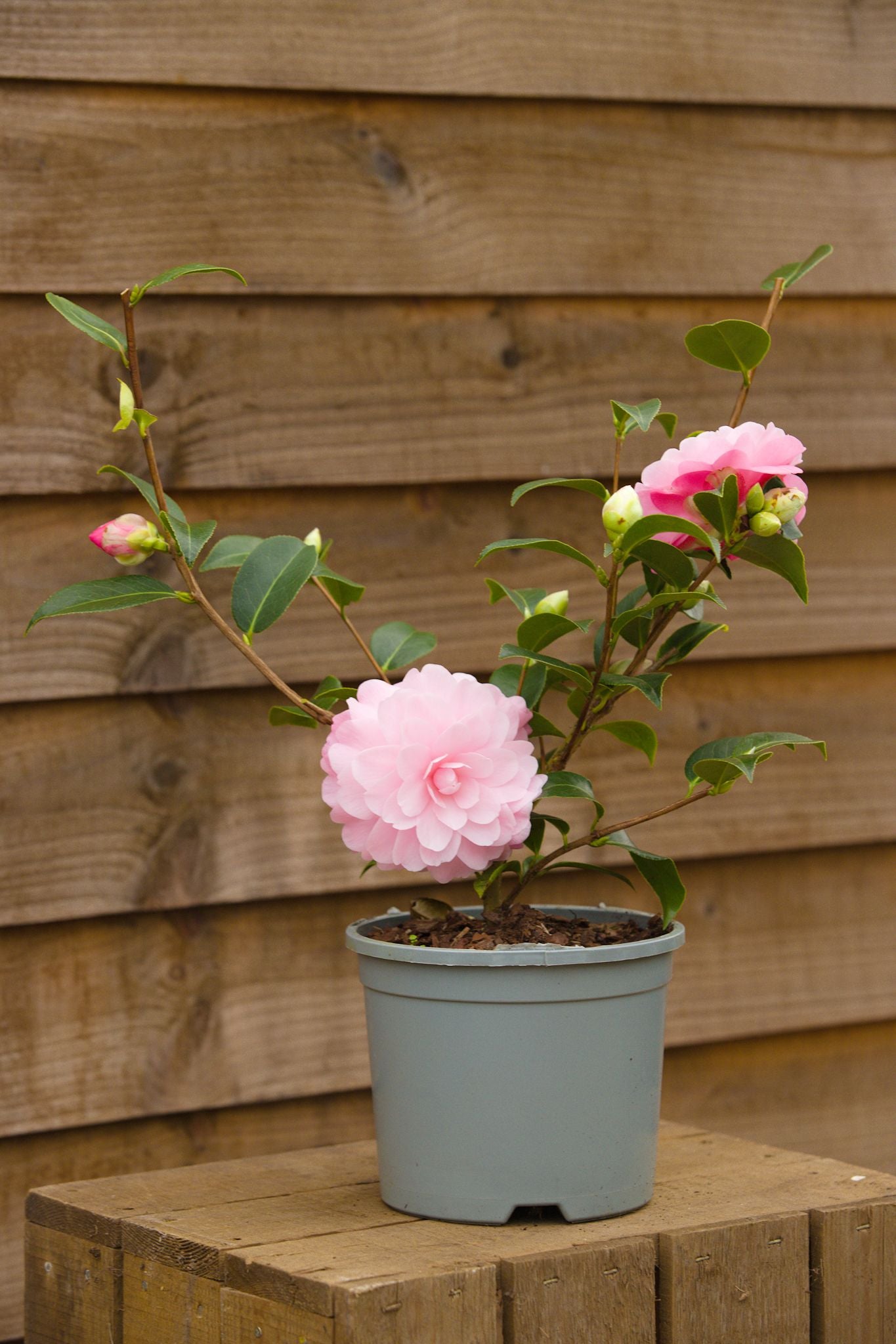 flowering Camellia Japonica Happy Birthday plant in pot