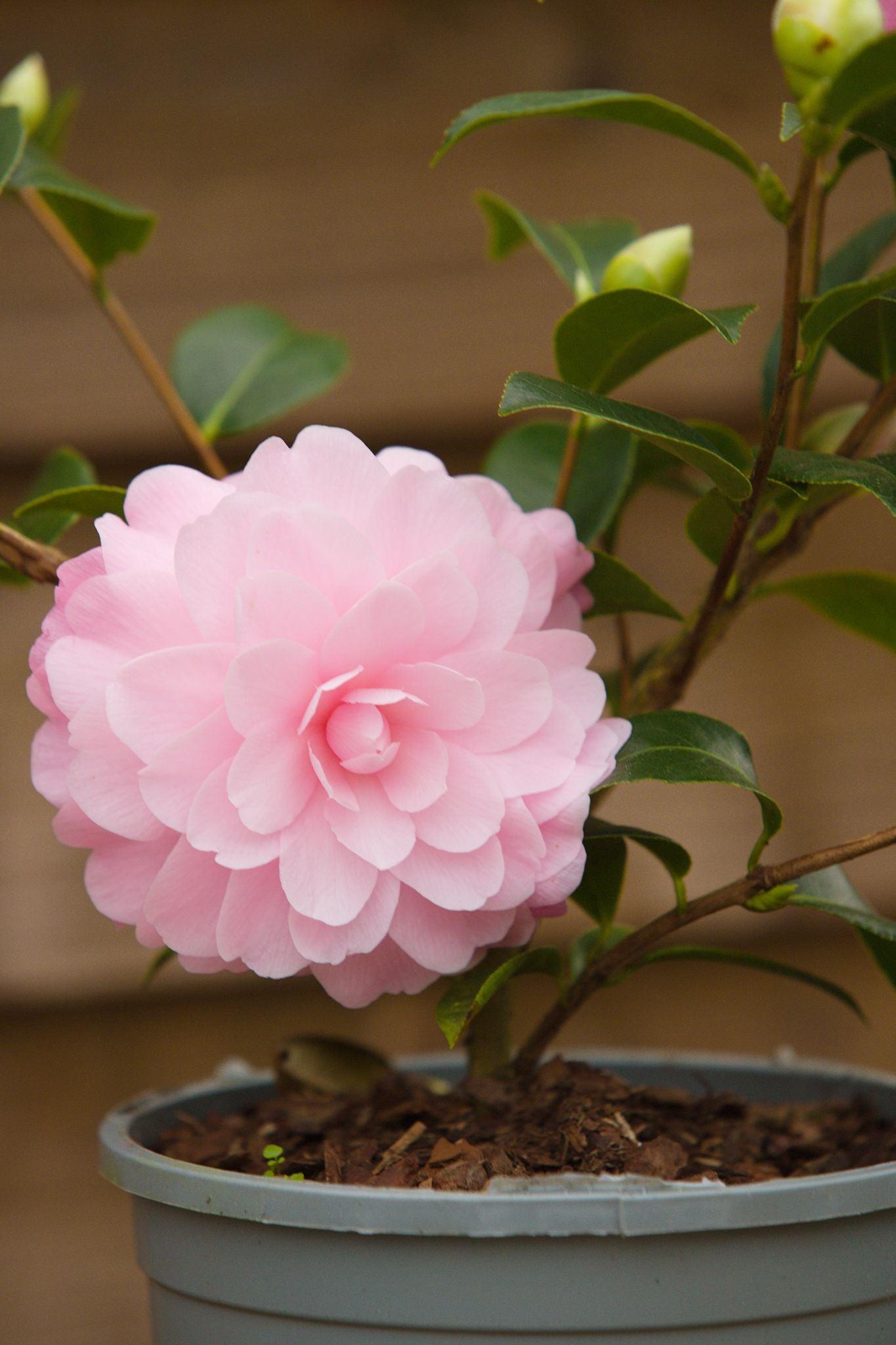 flower on Camellia Japonica Happy Birthday pot plant
