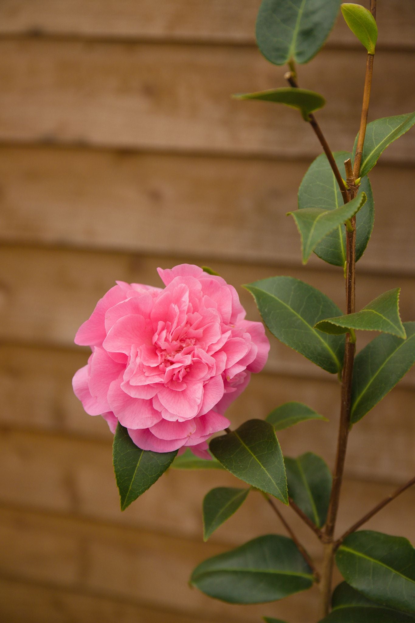 Single Flower on Camellia Debbie Plant