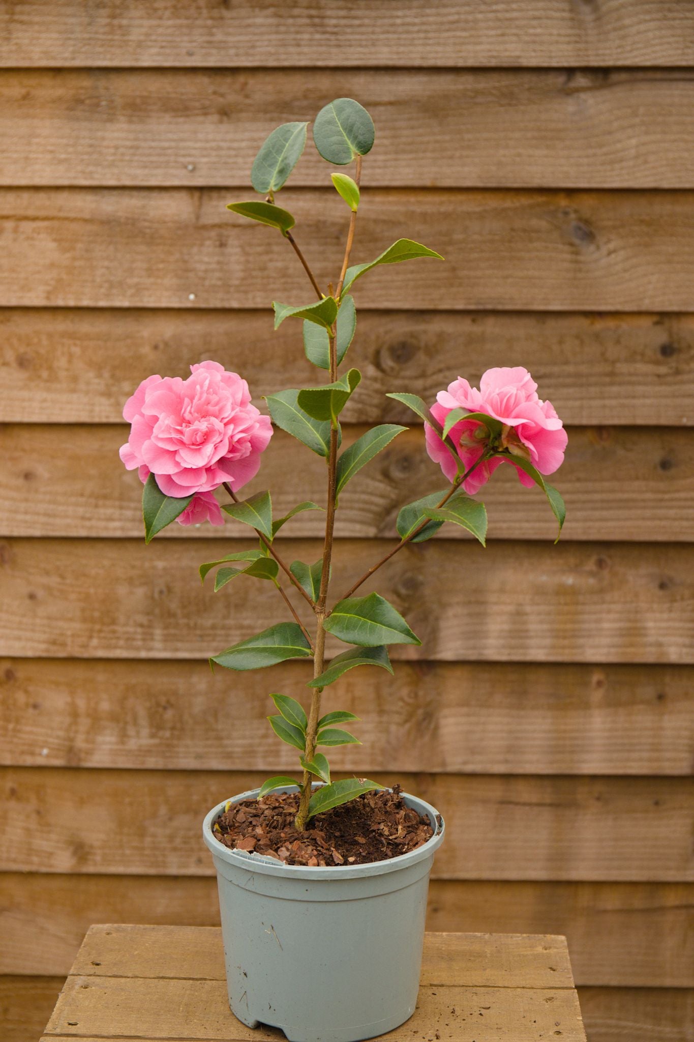 Potted Camellia Debbie Plant