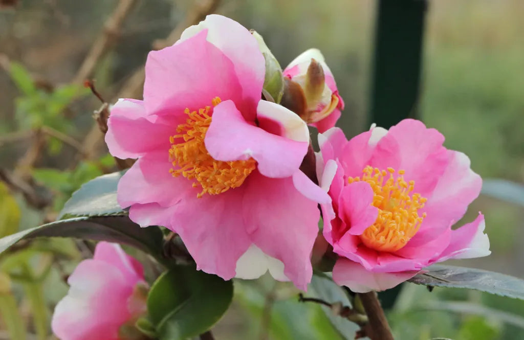 Camellia Winter's Charm