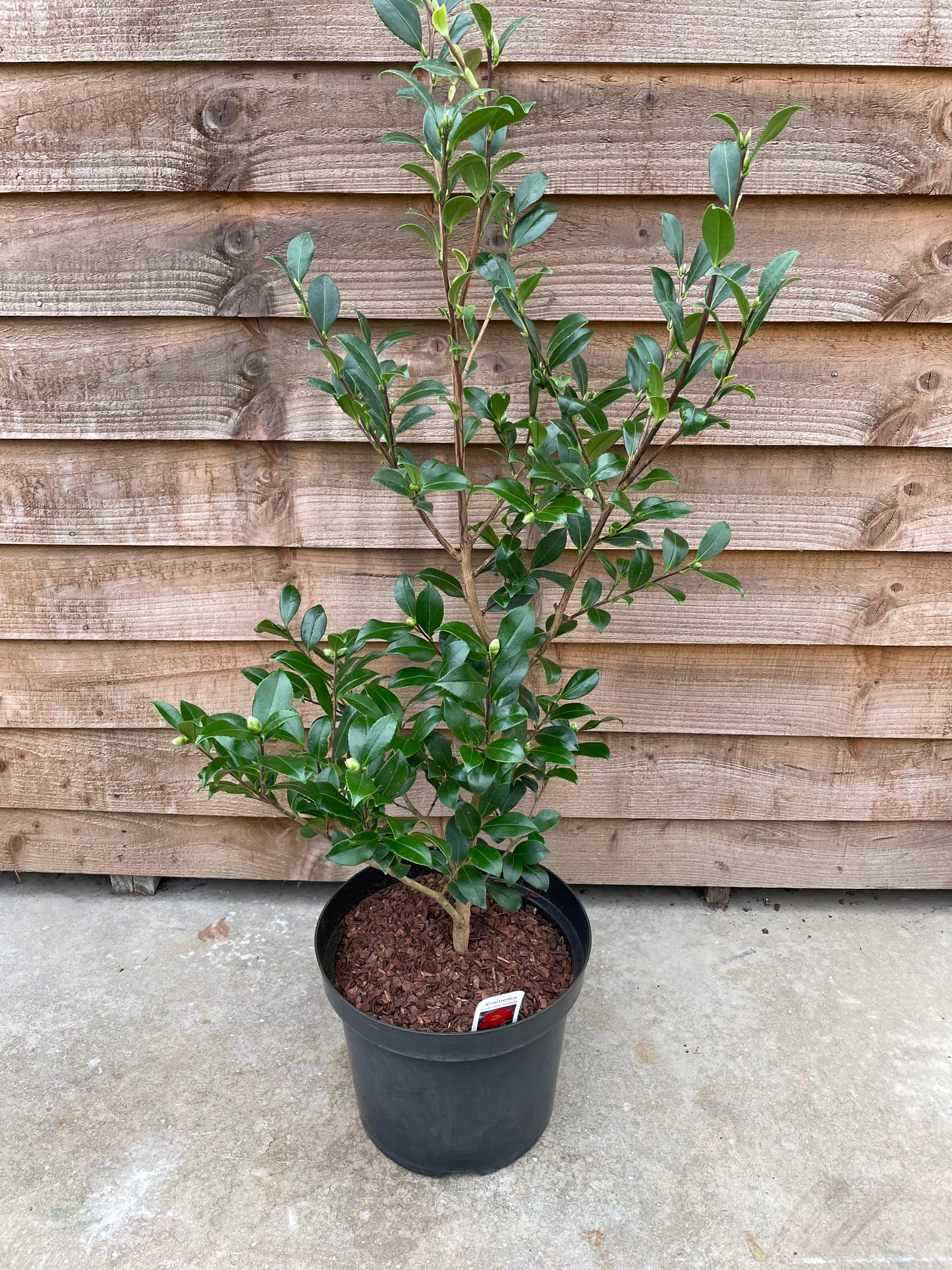 camellia yuletide growing in a black pot