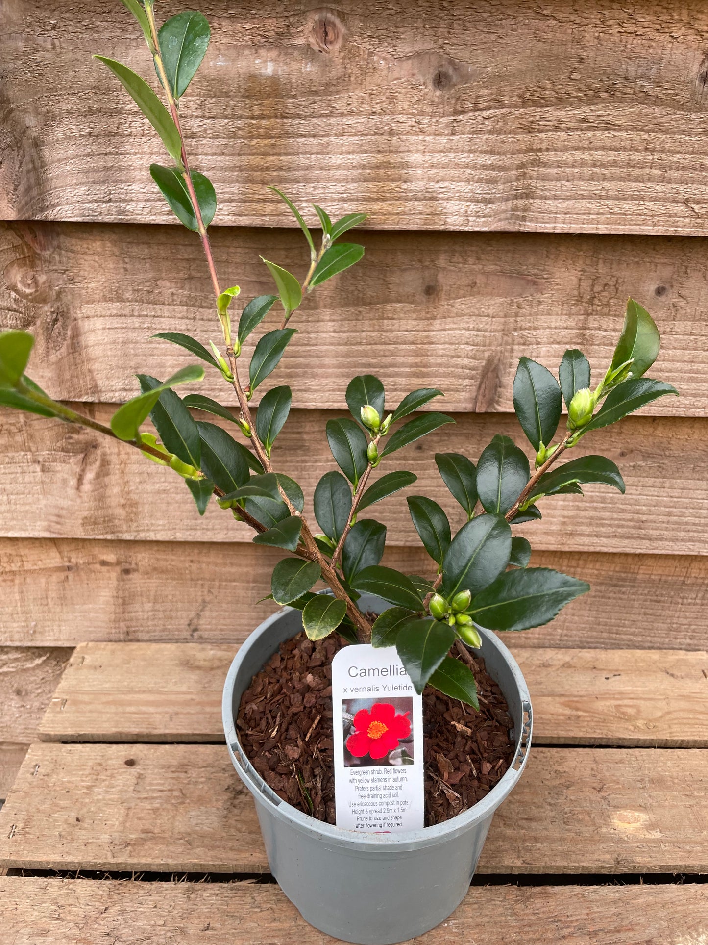 potted camellia yuletide