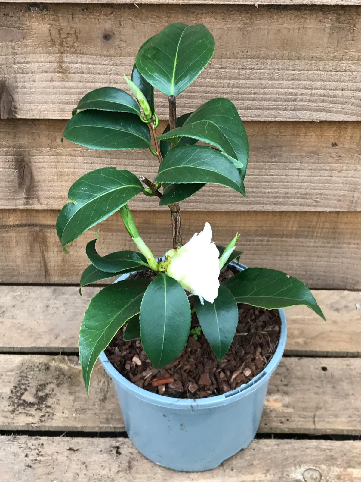 Camellia Nuccio's Gem