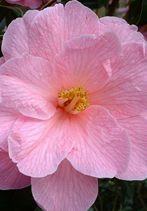 Light Pink Camellia Donation Flower