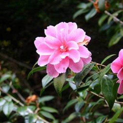 Flowering Camellia Donation Plant