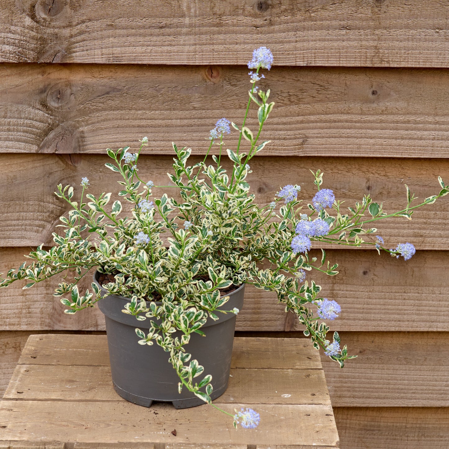 Potted Ceanothus Impressus Cool Blue Plant