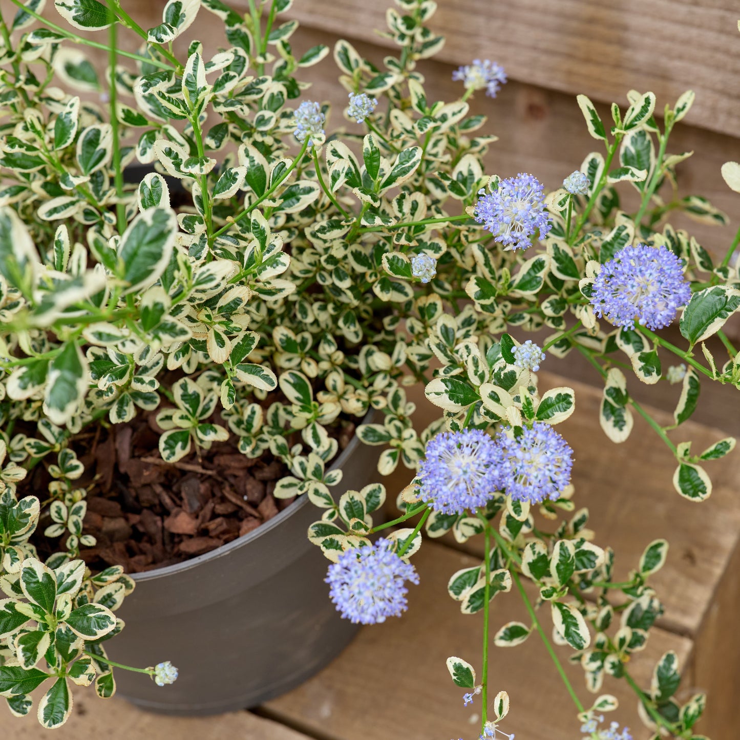 Flowering Ceanothus Impressus Cool Blue Plant