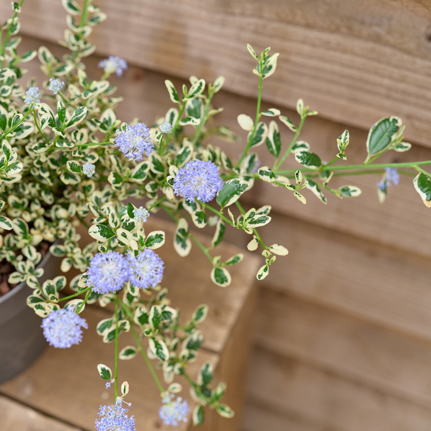 Flowers on Ceanothus Impressus Cool Blue Plant