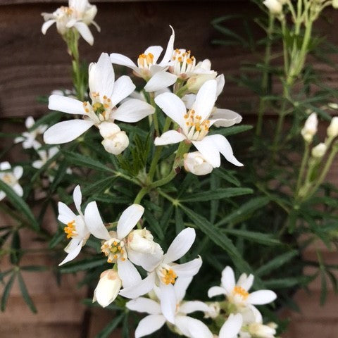 choisya little bee plant with white flowers