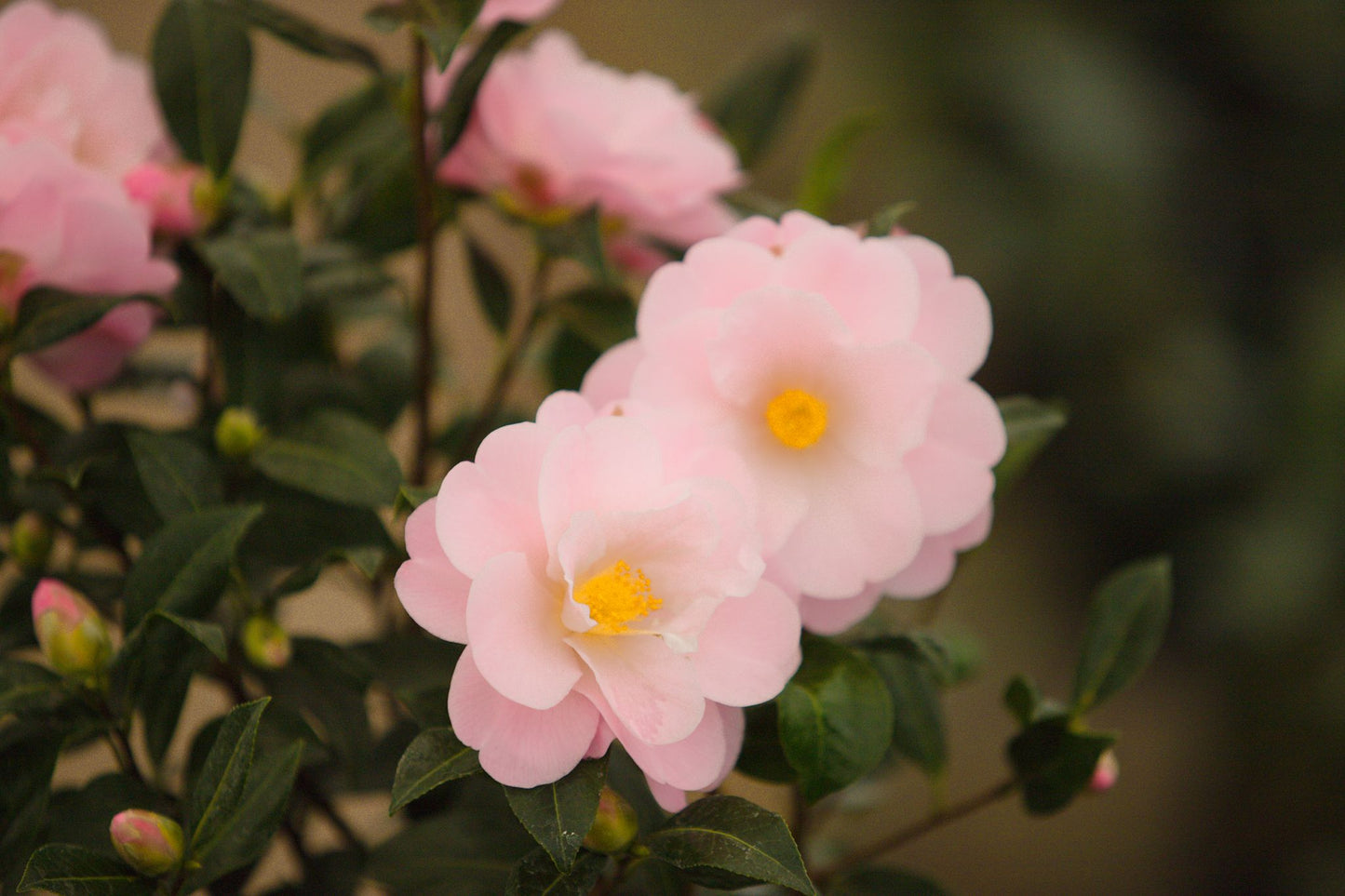 flowering camellia congratulations plant