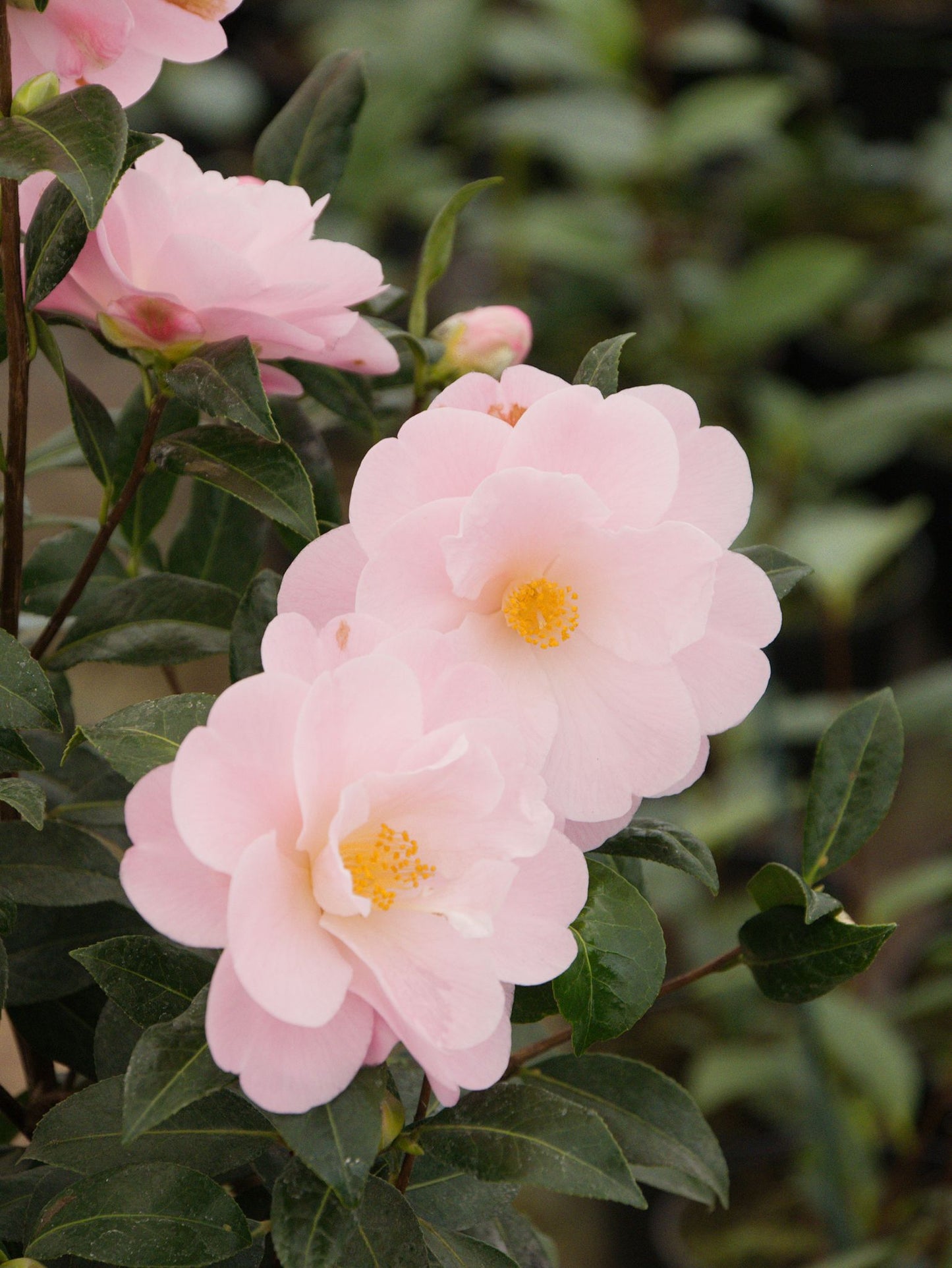 flowers on camellia congratulations plant