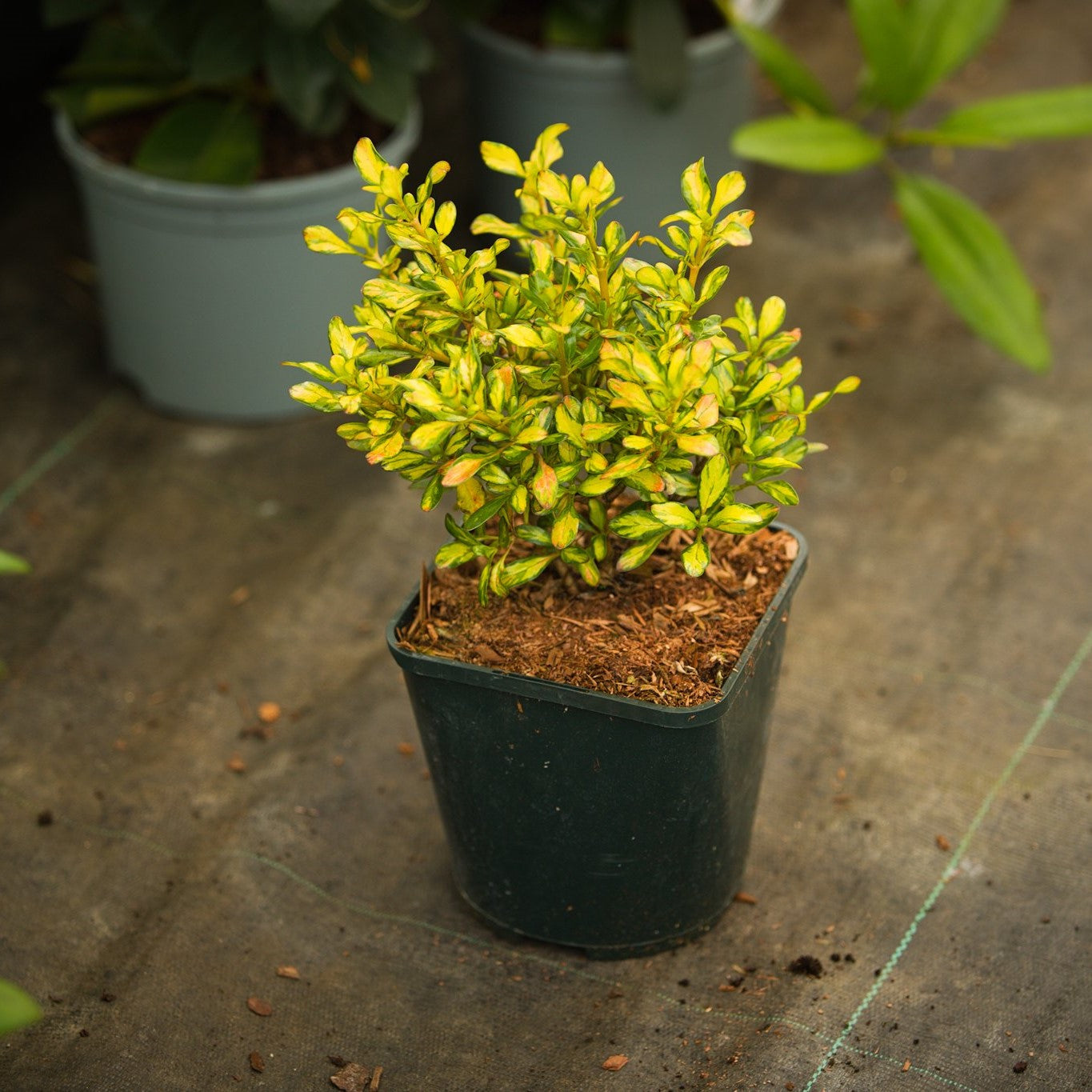 Potted Coprosma Lemon and Lime Plant
