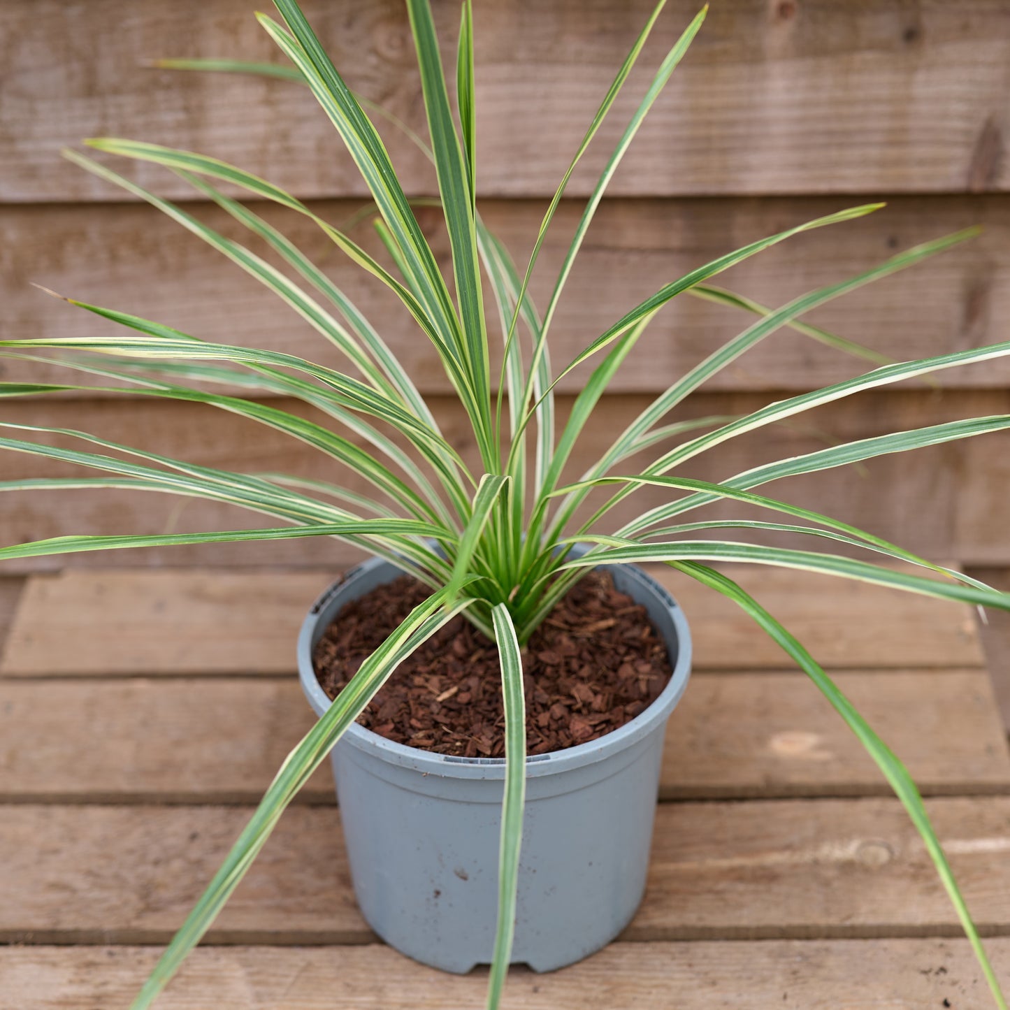 Small Potted Cordyline Lime Passion