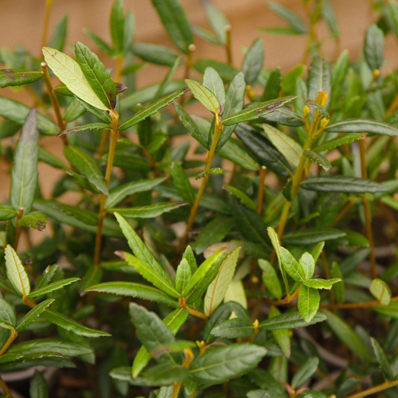 leaves on crinodendron hookeranium plant