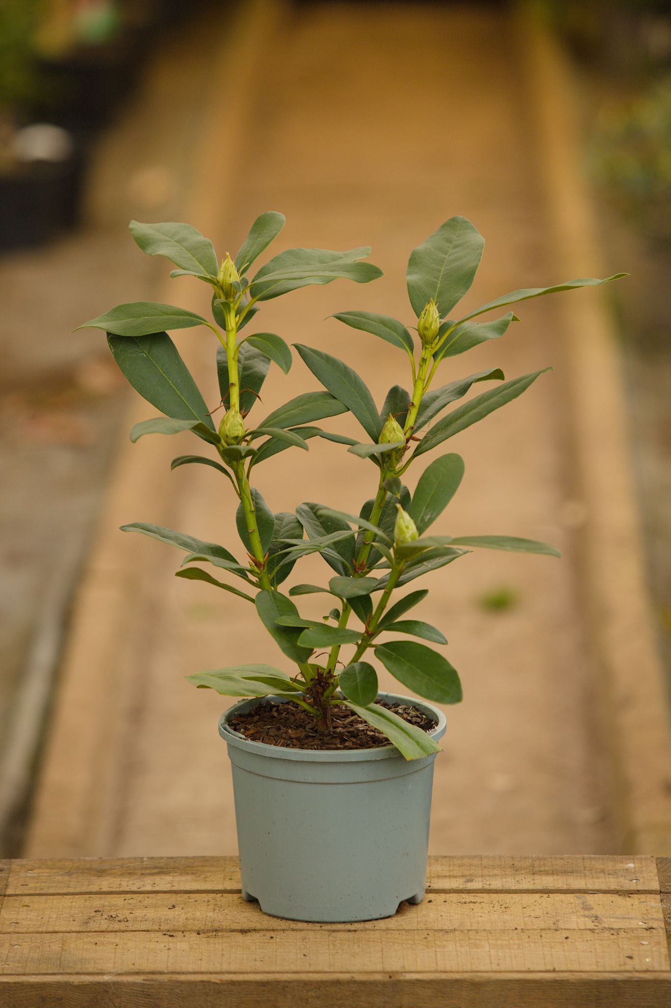 cunninghams white rhododendron in pot
