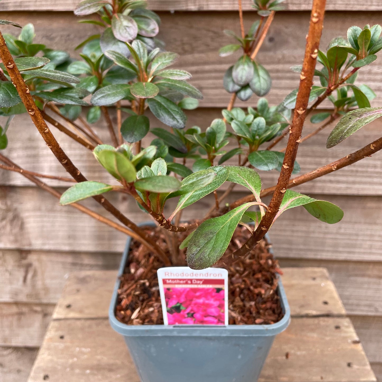 rhododendron mother's day plant in pot