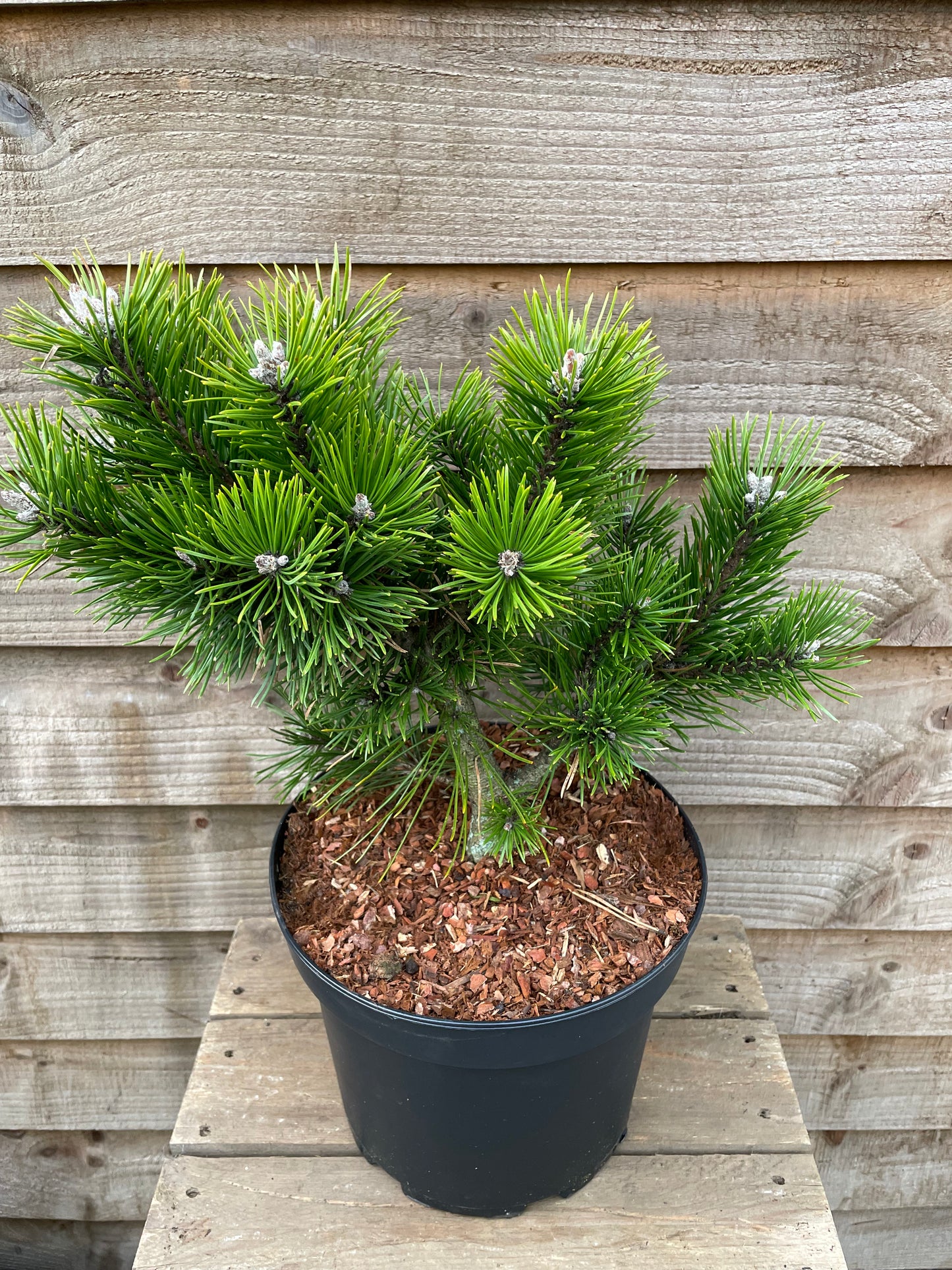 Pinus Gnom
