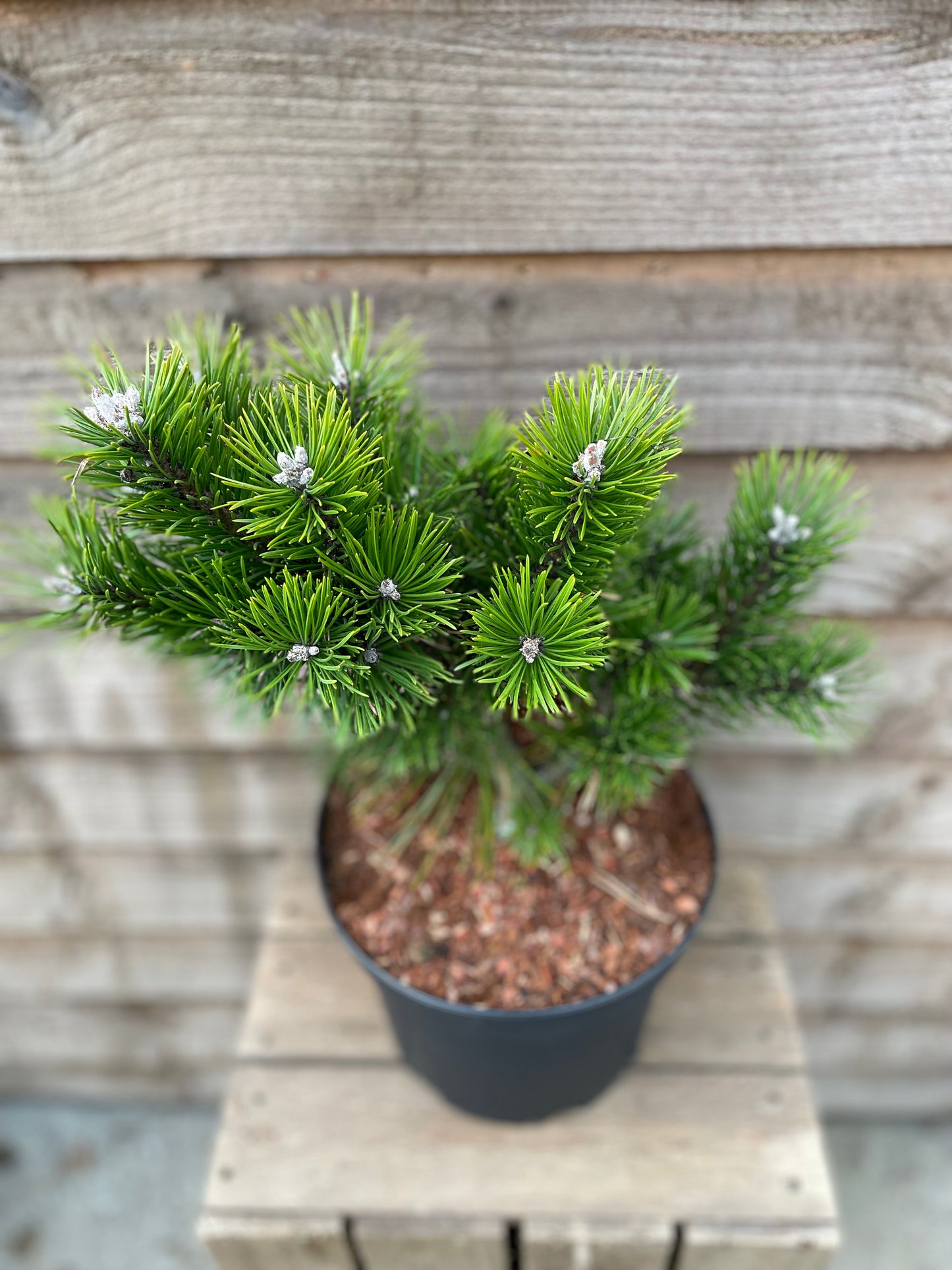 Potted Pinus Mugo Gnom Plant