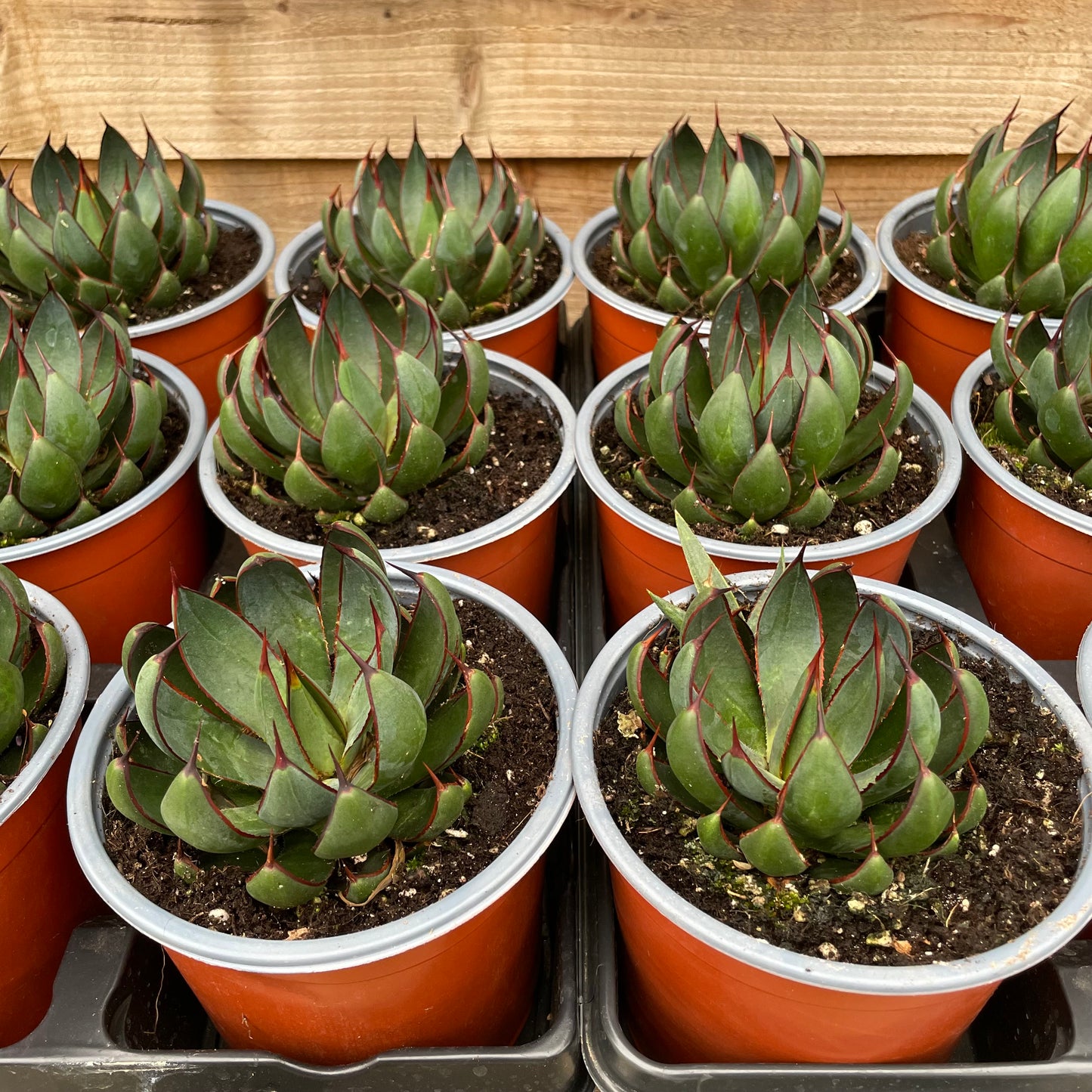 Tray of Mangave Praying Hands Plants