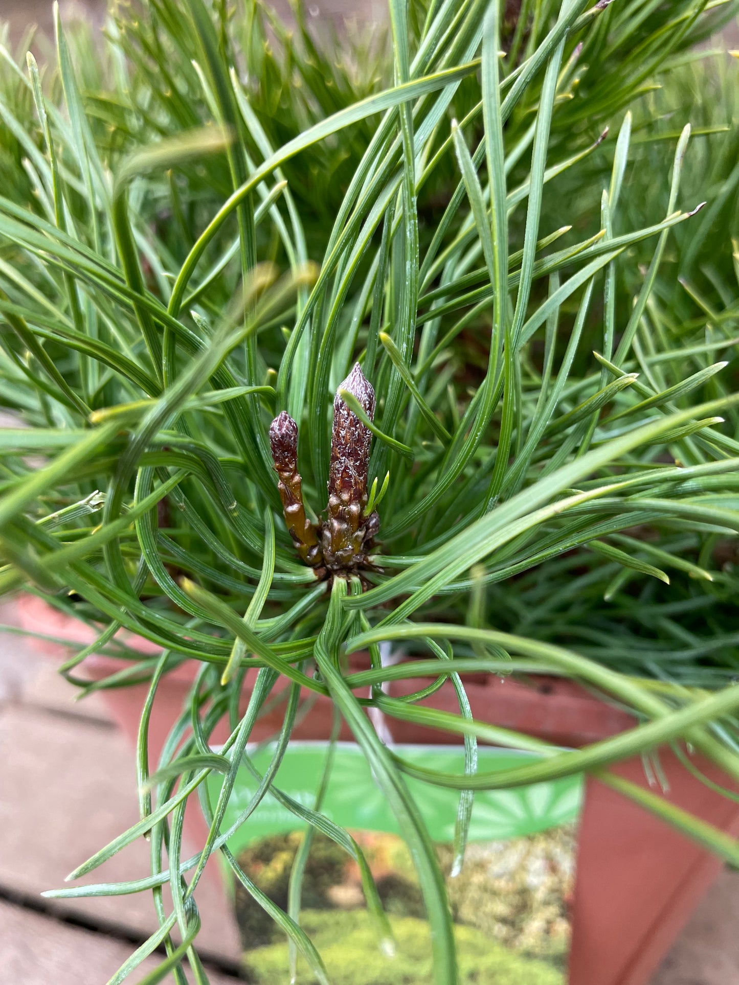 Cone on Pinus Mugo Pumilio Plant