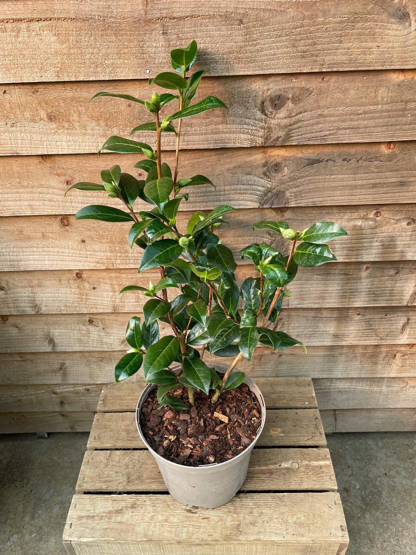 Camellia Anticipation