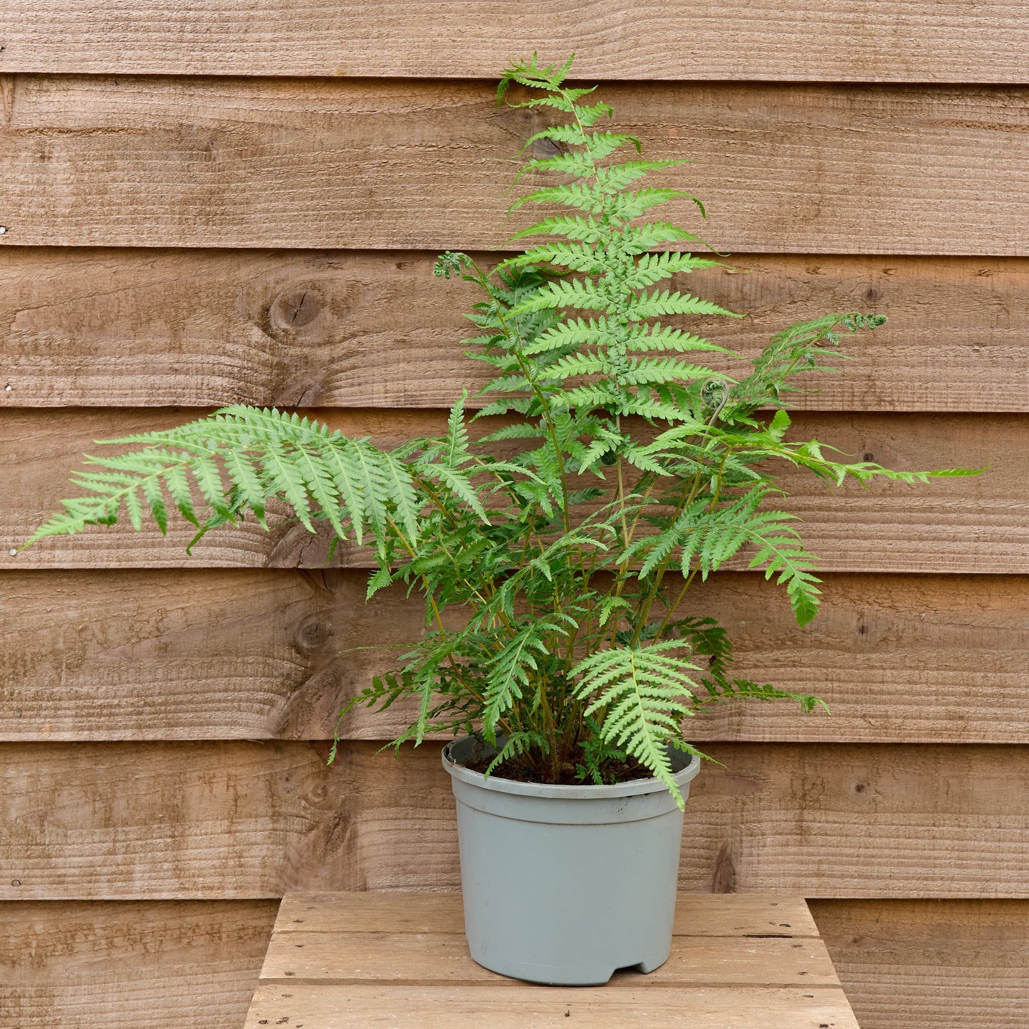 potted dicksonia antarctica